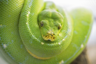 Green tree python (Morelia viridis), portrait, captive, Germany, Europe