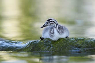 Great Crested Grebe (Podiceps scalloped ribbonfish), chick sitting on a stone, Lake Zug, Canton