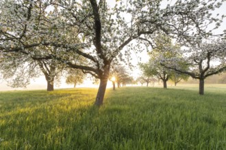 Fresh blossom, morning light, ground mist... simply magical! Foothills orchard meadow in bloom -