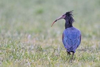Northern bald ibis (Geronticus eremita), foraging in a meadow, Canton Zug, Switzerland, Europe