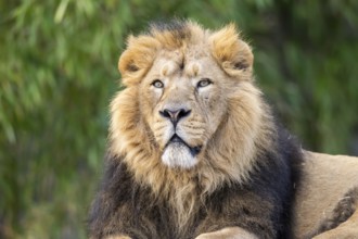 Lion (Panthera leo) male, portrait, captive, Germany, Europe