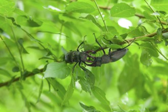 Test of strength in the forest - Two stag beetles in a territorial battle in the Swabian foothills