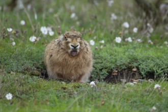 European brown hare (Lepus europaeus) adult animal yawning in grassland in summer, England, United