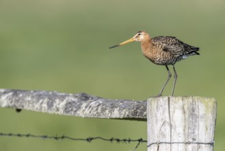 Black-tailed godwit (Limosa limosa), Lower Saxony, Germany, Europe