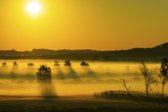 Early morning fog over the moor, birch (Betula), birch family (Betulaceae), sunrise fog, Pfrungen,