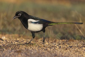 European magpie (Pica pica), Hides De Calera / Lynx Hide, Calera Y Chozas, Castilla La Mancha /