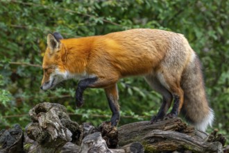 Foraging red fox (Vulpes vulpes) walking over tree stump at edge of forest