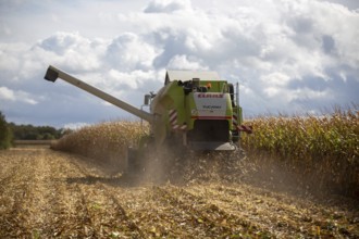 Maize harvest in the Vorderpfalz