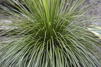 Green, ray-like plant in close-up, outdoor
