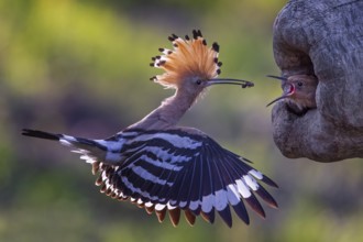 Eurasian Hoopoe (Upupa epops) feeding chick in breeding cavity, Saxony-Anhalt, Germany, Europe