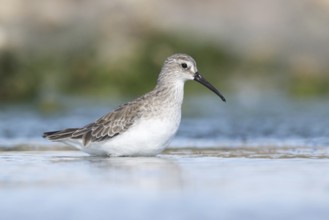 Curlew Sandpiper (Calidris ferruginea) foraging, Victoria, Australia, Oceania