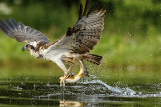 Osprey (Pandion haliaetus), fishing on lake, Cairngorms National Park, Scotland, United Kingdom,