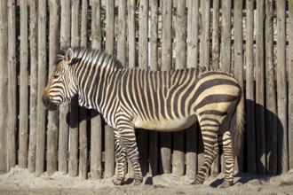 Close-up of a zebra at the zoo in Landau, Palatinate