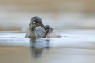 Australasian Grebe (Tachybaptus novaehollandiae) young with food in its beak, Victoria, Australia,