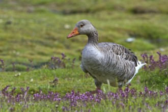 Greylag Goose (Anser anser) foraging, Texel, Netherlands