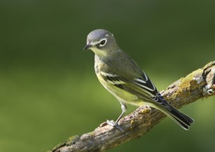 Blue-headed Vireo, Vireo solitarius perched in Saskatoon, Saskatchewan, Canada, North America