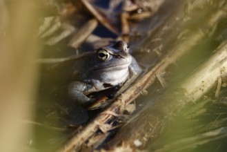 Male blue moor frog in the mating season, March, Saxony, Germany, Europe