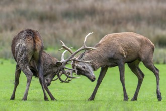 Two rutting red deer (Cervus elaphus) stags fighting by locking antlers during fierce mating battle
