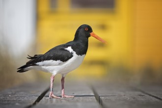 Eurasian Oystercatcher (Haematopus ostralegus), Schleswig-Holstein, Germany, Europe