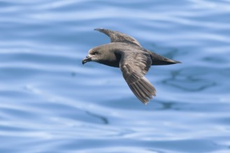 Grey-faced Petrel (Pterodroma gouldi) flying, Victoria, Australia, Oceania