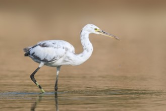 Western Reef Heron (Egretta gularis), Eilat, Israel, Asia
