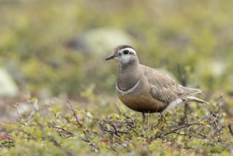 Eurasian Dotterel (Charadrius morinellus), Dalarna, Sweden, Europe