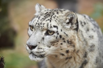 Snow leopard (Panthera uncia) or (Uncia uncia) portrait in autumn, captive