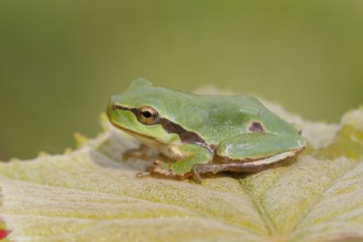 European tree frog (Hyla arborea), young animal sitting on a leaf, Wildlife, Animals, Lake Neusiedl