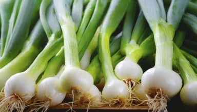 Vegetable, spring onion or spring onion, also known as winter onion, Allium fistulosum
