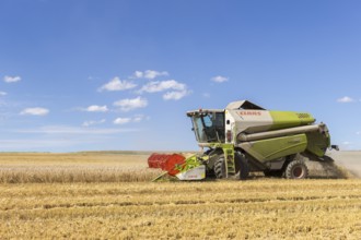 Combine harvester harvesting grain, harvesting wheat, Baden-Württemberg, Germany, Europe