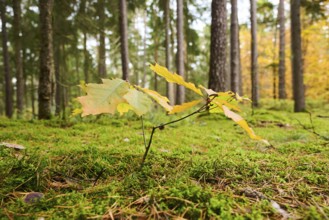 Norway maple (Acer platanoides) tree colored, young, in a forest in autumn, Bavaria, Germany,
