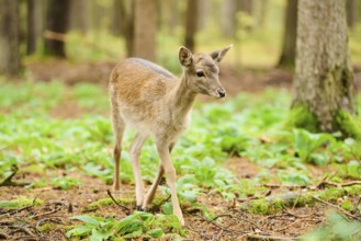 European fallow deer (Dama dama) hind walking in a forest, Bavaria, Germany, Europe