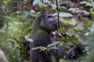 Western lowland gorilla (Gorilla gorilla gorilla) near the Baï-Hokou forest clearing, female,