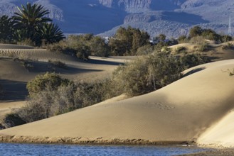Nature reserve Dunes of Maspalomas, small lagoon La Charca de Maspalomas and sand dunes in the