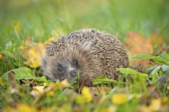 European hedgehog (Erinaceus europaeus) adult animal on an urban garden grass lawn with fallen