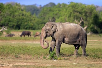 Asian elephant (Elephas maximus maximus), Sri Lankan elephant, adult male feeding, Yala National