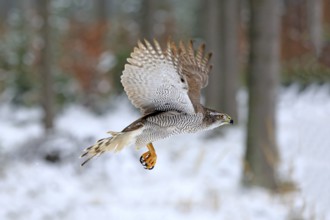 Goshawk (Accipiter gentilis), adult in winter, flying in the snow, Zdarske Vrchy, Bohemian-Moravian