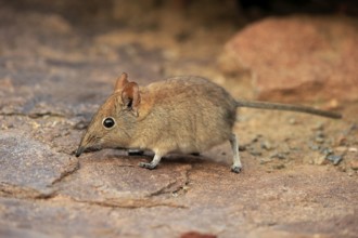 Short-eared elephant shrew, (Macroscelides probosideus), adult, foraging, Mountain Zebra National
