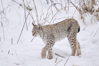 Eurasian lynx (Lynx lynx) walking in the snow in winter, Bavaria, Germany, Europe