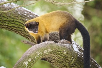 Yellow-throated marten (Martes flavigula) on a tree in winter, Germany, Europe
