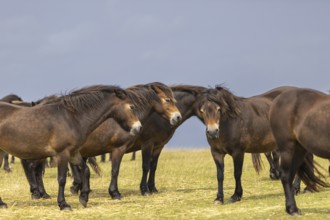 Several brown horses are standing in a group in a meadow and seem to be communicating with each