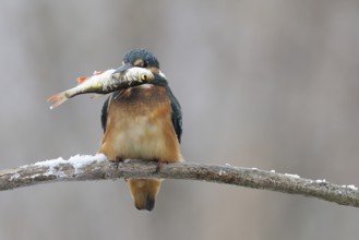 Common kingfisher (Alcedo atthis) with a fish on a snow-covered branch in winter, Lower Saxony,