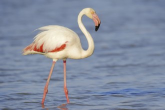 Greater flamingo (Phoenicopterus roseus), Camargue, Provence, southern France