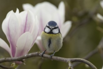 Blue tit (Cyanistes Caeruleus) adult bird on a garden Magnolia tree branch with blossom in spring,