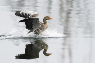 Greylag goose (Anser anser) lands on a body of water and creates a clear reflection, Hesse,