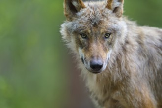 A gray wolf (Canis Lupus), haunting view surrounded by green vegetation, Germany, Europe