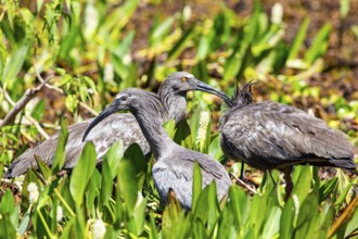 Headband Ibis (Harpiprion caerulescens) Pantanal Brazil