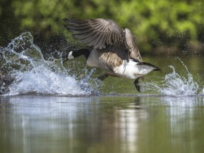 Canada Goose, Branta canadensis, geese in a water fight