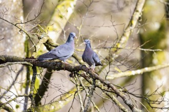 Stock Dove (Columba oenas) Germany