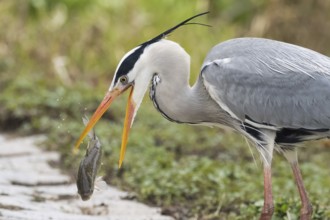 Grey heron (Ardea cinerea) lifting a fish with its beak along a stony path, Hesse, Germany, Europe